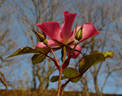 Cumbaya ® rose photo