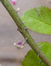 Centifolia Major rose photo