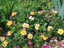 Euphoria rose photo