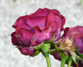 Souvenir d'Alphonse Lavallée rose photo