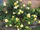 Emil Nolde rose photo