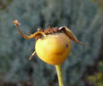 Margaret Dickson Hamill rose photo