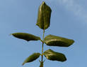 Margaret Dickson Hamill rose photo
