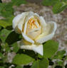 Goldene Druschki rose photo