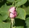 Georg Arends rose photo