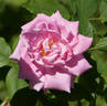 Georg Arends rose photo