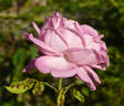 Georg Arends rose photo
