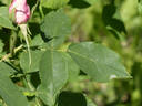 Georg Arends rose photo