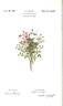 Pink Heather rose photo