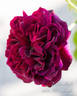Diablo Hawk rose photo