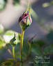 Diablo Hawk rose photo