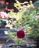 Diablo Hawk rose photo