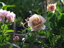 Rehbrunnen rose photo