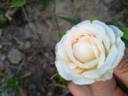 Madame de Tartas rose photo