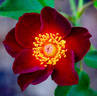 Maroon Eight rose photo