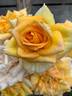 El Dorado rose photo