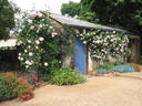 Madame Abel Chatenay, Cl. rose photo