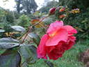 Noortje rose photo
