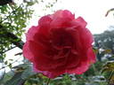 Noortje rose photo