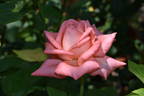 Carezza rose photo