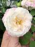 Golden Angel X “R. Soulieana - Ralph Moore’s putative version” rose photo