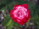 Prince Albert II de Monaco rose photo