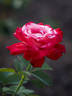 Prince Albert II de Monaco rose photo