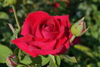 Lancastrian rose photo