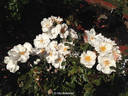 Playfair rose photo