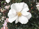 Playfair rose photo