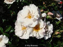 Playfair rose photo