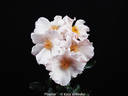 Playfair rose photo