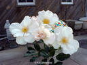 Playfair rose photo