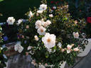 Playfair rose photo