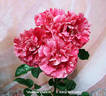 Shadow Dancer rose photo