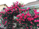 Shadow Dancer rose photo