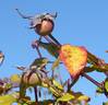 Isabella Sprunt rose photo