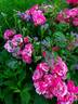 UNICEF-Rose rose photo