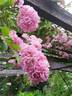 Havering Rambler rose photo