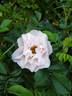 Henry Hudson rose photo