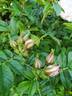 Henry Hudson rose photo