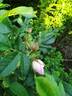 Henry Hudson rose photo