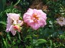 Marie-Victorin rose photo