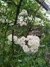 Pemberton's White Rambler rose photo