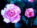 Strawberry Ice rose photo