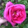 Lydia Freimane rose photo