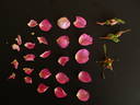 Betty Bugnet rose photo