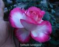 California Dreaming rose photo
