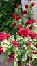 Highgrove rose photo