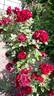 Highgrove rose photo